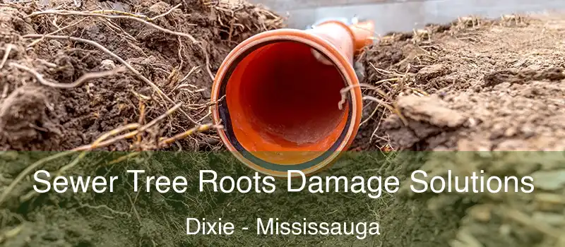  Sewer Tree Roots Damage Solutions Dixie - Mississauga